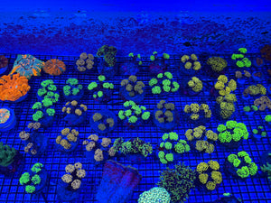 PREVIEW - JULY 30 2025!!! NEW CORALS FROM INDONESIA ARE NOW AVAILABLE.18