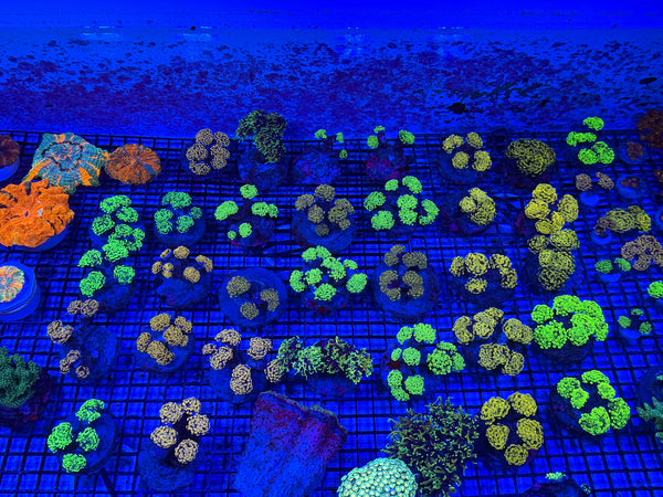 PREVIEW - JULY 30 2025!!! NEW CORALS FROM INDONESIA ARE NOW AVAILABLE.18