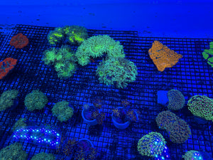 PREVIEW - JULY 30 2025!!! NEW CORALS FROM INDONESIA ARE NOW AVAILABLE.2