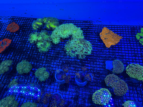 PREVIEW - JULY 30 2025!!! NEW CORALS FROM INDONESIA ARE NOW AVAILABLE.2