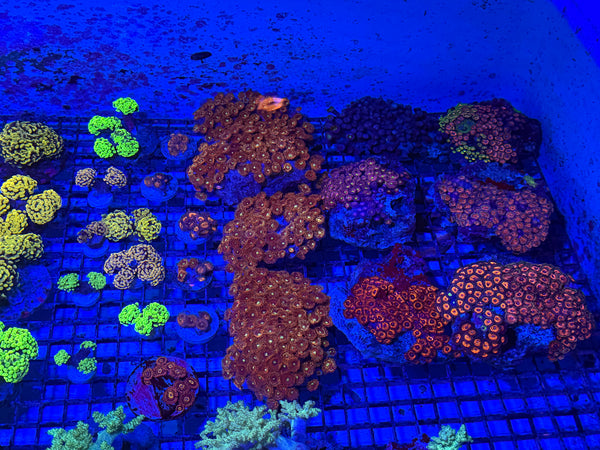 PREVIEW - JULY 30 2025!!! NEW CORALS FROM INDONESIA ARE NOW AVAILABLE.20