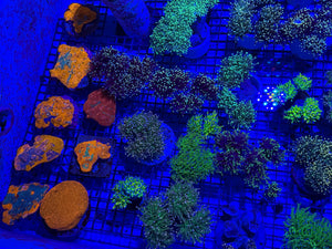 PREVIEW - JULY 30 2025!!! NEW CORALS FROM INDONESIA ARE NOW AVAILABLE.21