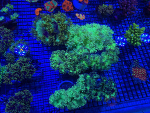 PREVIEW - JULY 30 2025!!! NEW CORALS FROM INDONESIA ARE NOW AVAILABLE.22