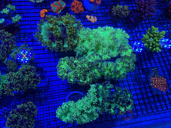PREVIEW - JULY 30 2025!!! NEW CORALS FROM INDONESIA ARE NOW AVAILABLE.22