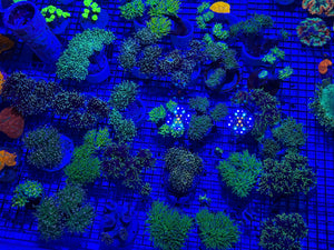 PREVIEW - JULY 30 2025!!! NEW CORALS FROM INDONESIA ARE NOW AVAILABLE.23