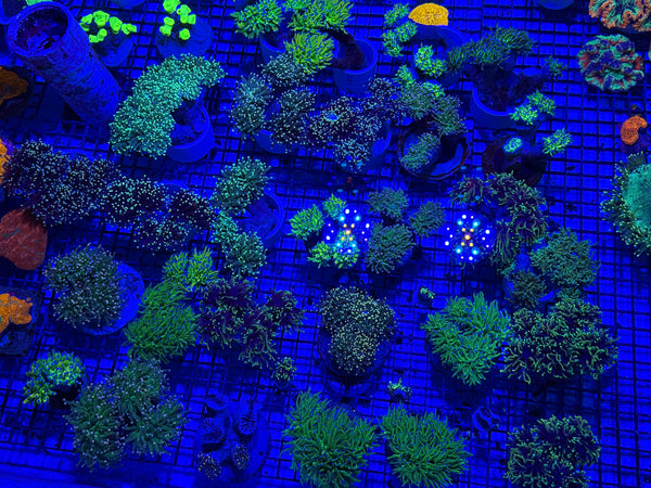 PREVIEW - JULY 30 2025!!! NEW CORALS FROM INDONESIA ARE NOW AVAILABLE.23