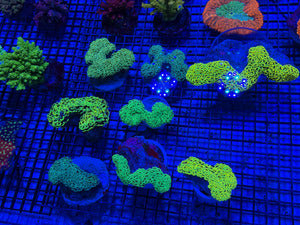 PREVIEW - JULY 30 2025!!! NEW CORALS FROM INDONESIA ARE NOW AVAILABLE.24