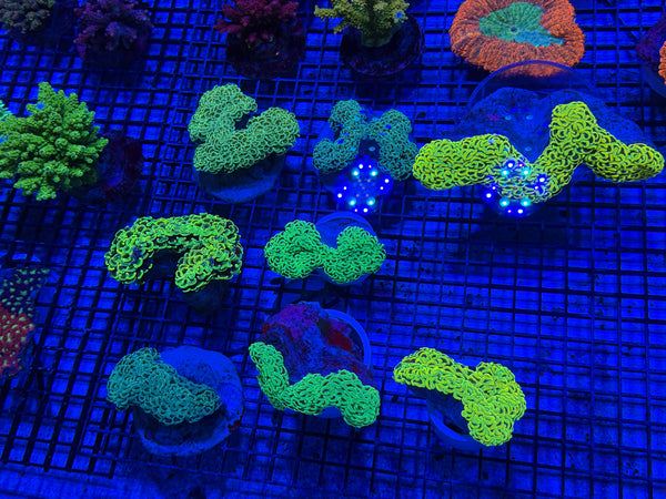 PREVIEW - JULY 30 2025!!! NEW CORALS FROM INDONESIA ARE NOW AVAILABLE.24