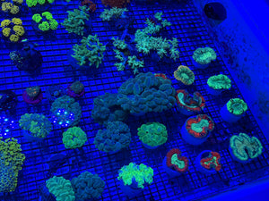 PREVIEW - JULY 30 2025!!! NEW CORALS FROM INDONESIA ARE NOW AVAILABLE.25
