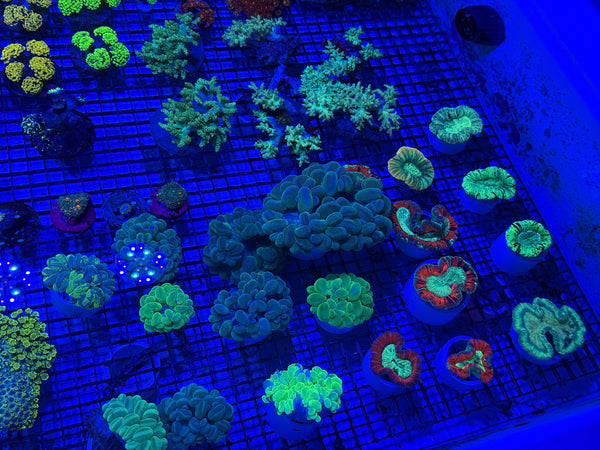 PREVIEW - JULY 30 2025!!! NEW CORALS FROM INDONESIA ARE NOW AVAILABLE.25