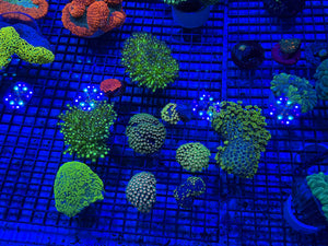PREVIEW - JULY 30 2025!!! NEW CORALS FROM INDONESIA ARE NOW AVAILABLE.26