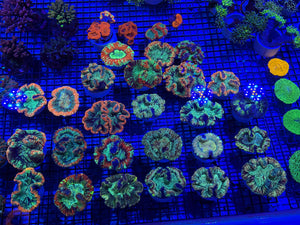 PREVIEW - JULY 30 2025!!! NEW CORALS FROM INDONESIA ARE NOW AVAILABLE.27
