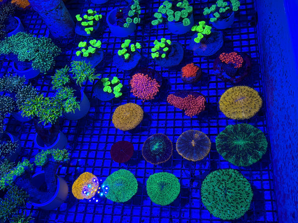 PREVIEW - JULY 30 2025!!! NEW CORALS FROM INDONESIA ARE NOW AVAILABLE.28