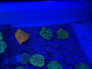PREVIEW - JULY 30 2025!!! NEW CORALS FROM INDONESIA ARE NOW AVAILABLE.3