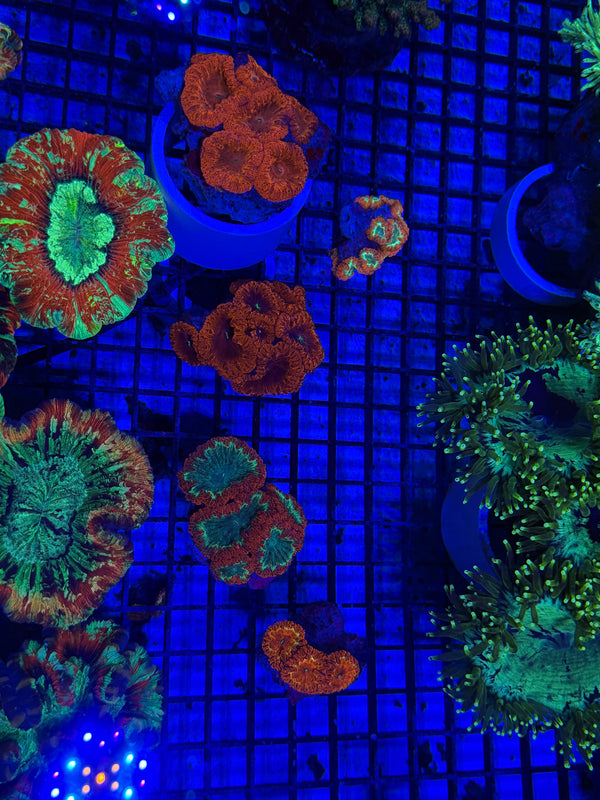 PREVIEW - JULY 30 2025!!! NEW CORALS FROM INDONESIA ARE NOW AVAILABLE.30