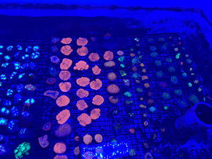 PREVIEW - JULY 30 2025!!! NEW CORALS FROM INDONESIA ARE NOW AVAILABLE.31