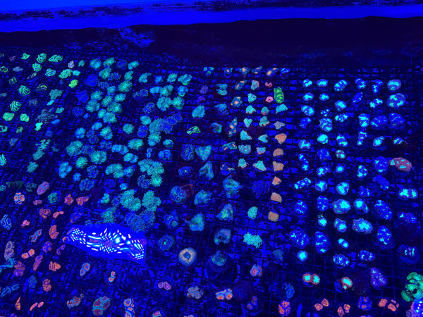 PREVIEW - JULY 30 2025!!! NEW CORALS FROM INDONESIA ARE NOW AVAILABLE.32