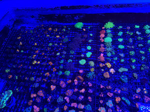 PREVIEW - JULY 30 2025!!! NEW CORALS FROM INDONESIA ARE NOW AVAILABLE.33
