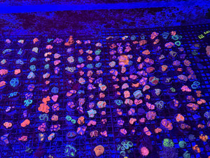 PREVIEW - JULY 30 2025!!! NEW CORALS FROM INDONESIA ARE NOW AVAILABLE.34