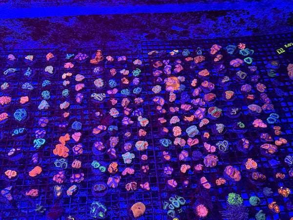 PREVIEW - JULY 30 2025!!! NEW CORALS FROM INDONESIA ARE NOW AVAILABLE.34