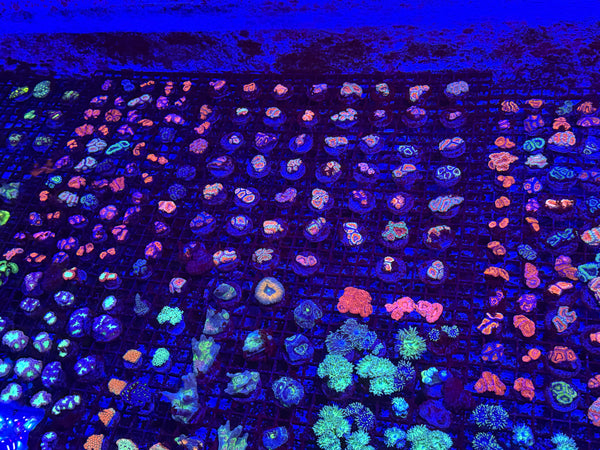 PREVIEW - JULY 30 2025!!! NEW CORALS FROM INDONESIA ARE NOW AVAILABLE.35