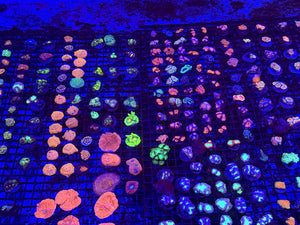 PREVIEW - JULY 30 2025!!! NEW CORALS FROM INDONESIA ARE NOW AVAILABLE.36