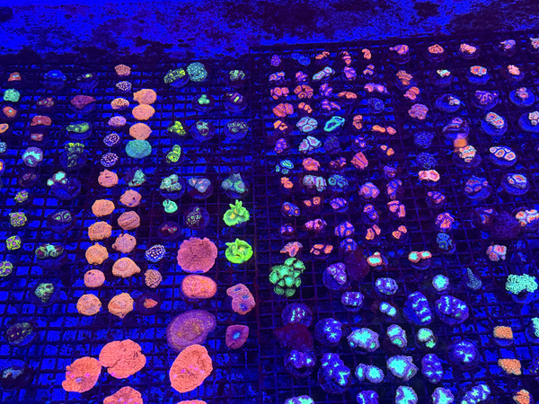 PREVIEW - JULY 30 2025!!! NEW CORALS FROM INDONESIA ARE NOW AVAILABLE.36