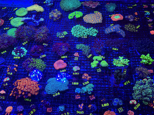 PREVIEW - JULY 30 2025!!! NEW CORALS FROM INDONESIA ARE NOW AVAILABLE.39