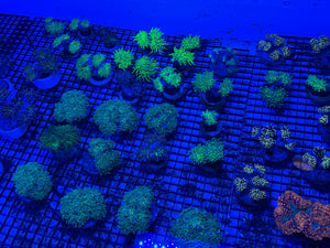 PREVIEW - JULY 30 2025!!! NEW CORALS FROM INDONESIA ARE NOW AVAILABLE.4