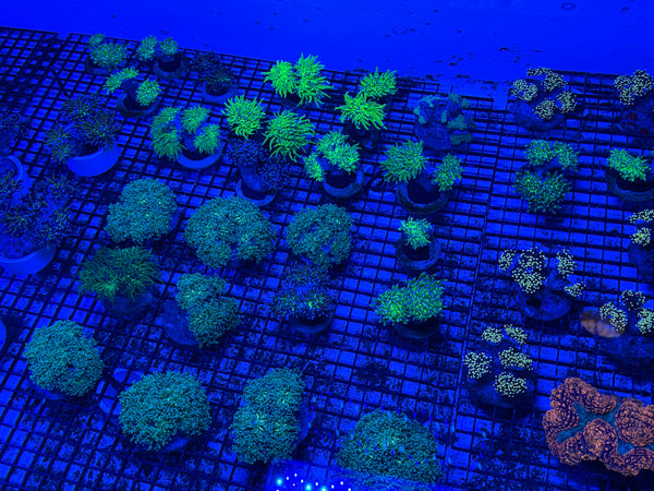 PREVIEW - JULY 30 2025!!! NEW CORALS FROM INDONESIA ARE NOW AVAILABLE.4