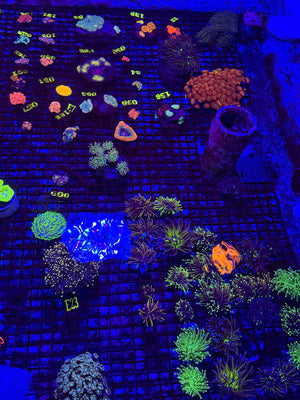 PREVIEW - JULY 30 2025!!! NEW CORALS FROM INDONESIA ARE NOW AVAILABLE.40