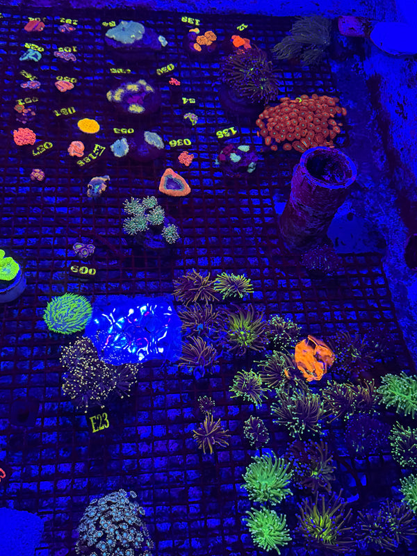 PREVIEW - JULY 30 2025!!! NEW CORALS FROM INDONESIA ARE NOW AVAILABLE.40