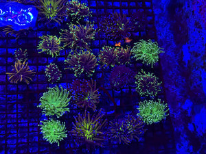PREVIEW - JULY 30 2025!!! NEW CORALS FROM INDONESIA ARE NOW AVAILABLE.41