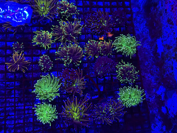 PREVIEW - JULY 30 2025!!! NEW CORALS FROM INDONESIA ARE NOW AVAILABLE.41