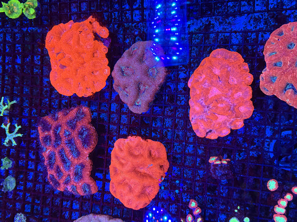 PREVIEW - JULY 30 2025!!! NEW CORALS FROM INDONESIA ARE NOW AVAILABLE.42