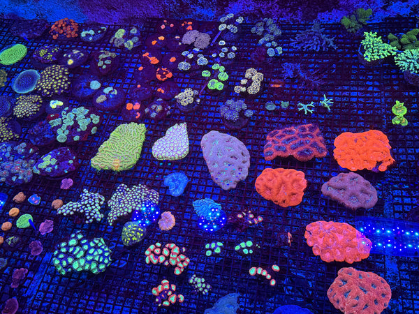 PREVIEW - JULY 30 2025!!! NEW CORALS FROM INDONESIA ARE NOW AVAILABLE.43