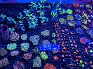 PREVIEW - JULY 30 2025!!! NEW CORALS FROM INDONESIA ARE NOW AVAILABLE.44