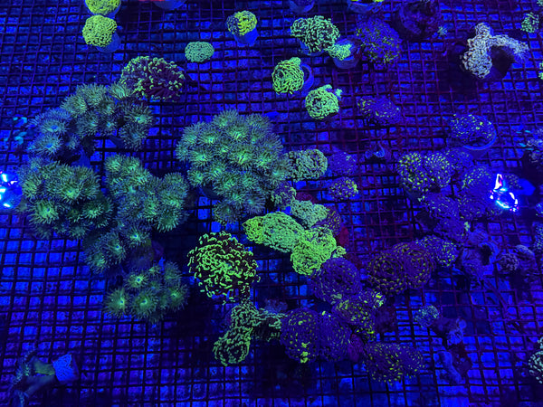 PREVIEW - JULY 30 2025!!! NEW CORALS FROM INDONESIA ARE NOW AVAILABLE.45