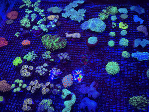PREVIEW - JULY 30 2025!!! NEW CORALS FROM INDONESIA ARE NOW AVAILABLE.47