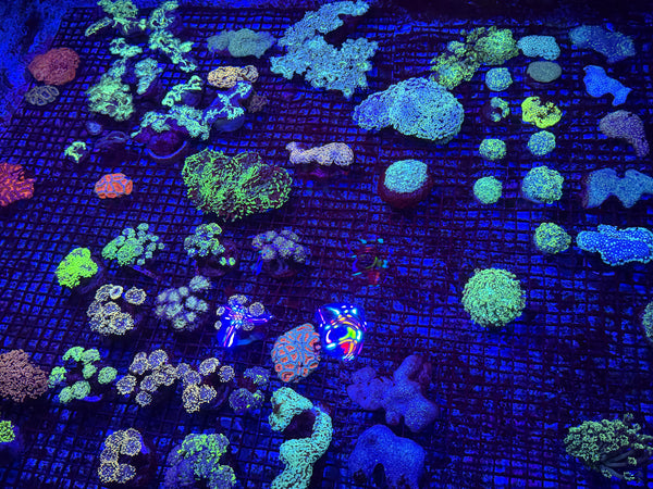 PREVIEW - JULY 30 2025!!! NEW CORALS FROM INDONESIA ARE NOW AVAILABLE.47