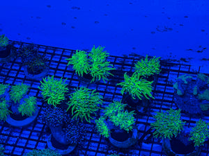 PREVIEW - JULY 30 2025!!! NEW CORALS FROM INDONESIA ARE NOW AVAILABLE.5