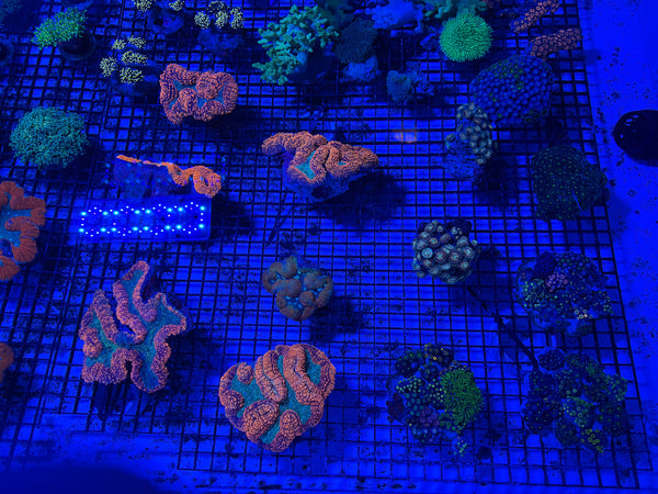 PREVIEW - JULY 30 2025!!! NEW CORALS FROM INDONESIA ARE NOW AVAILABLE.6
