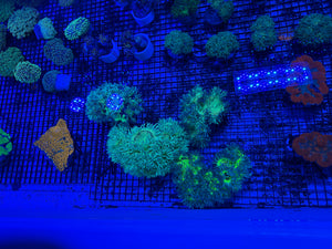 PREVIEW - JULY 30 2025!!! NEW CORALS FROM INDONESIA ARE NOW AVAILABLE.7