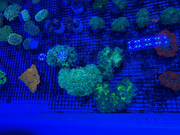PREVIEW - JULY 30 2025!!! NEW CORALS FROM INDONESIA ARE NOW AVAILABLE.7