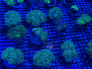 PREVIEW - JULY 30 2025!!! NEW CORALS FROM INDONESIA ARE NOW AVAILABLE.8