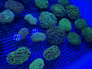 PREVIEW - JULY 30 2025!!! NEW CORALS FROM INDONESIA ARE NOW AVAILABLE.9