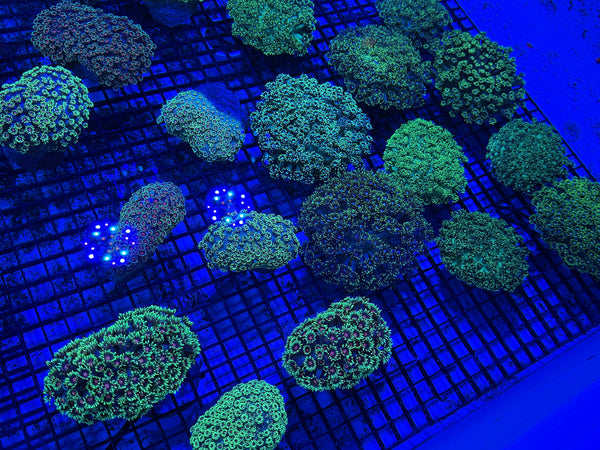 PREVIEW - JULY 30 2025!!! NEW CORALS FROM INDONESIA ARE NOW AVAILABLE.9