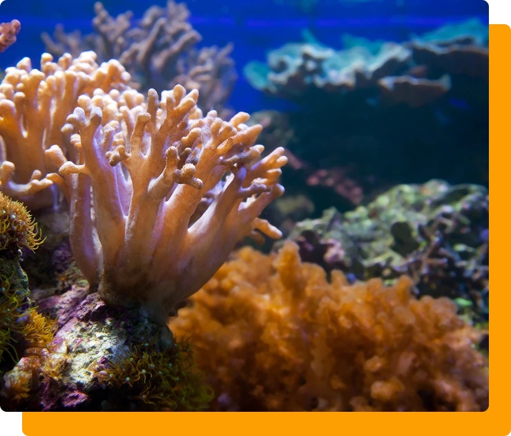 Coral quarantine guide