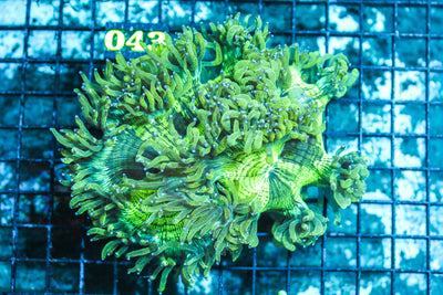 WYSIWYG - Live - Coral - 6.18.043