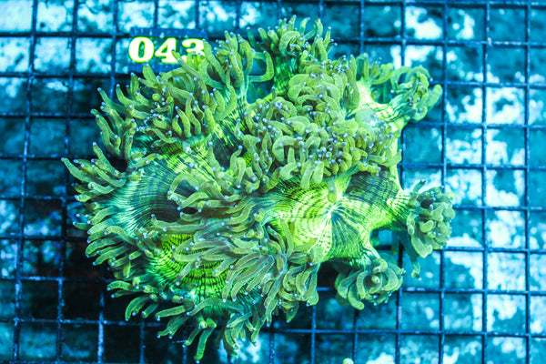 WYSIWYG - Live - Coral - 6.18.043